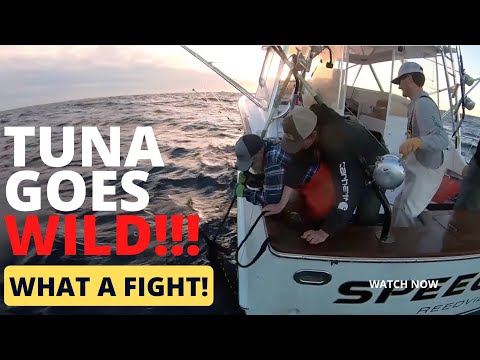 モンスターマグロがボートで大暴れ（船体に亀裂が入る寸前！）