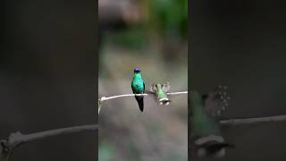 Download lagu Burung kolibri kawin dan anak burungnya terbang pertama kali #shorts #shortsfeed #burungkolibri #burung #viral #fakta mp3 Download lagu Burung kolibri kawin dan anak burungnya terbang pertama kali #shorts #shortsfeed #burungkolibri #burung #viral #fakta mp3