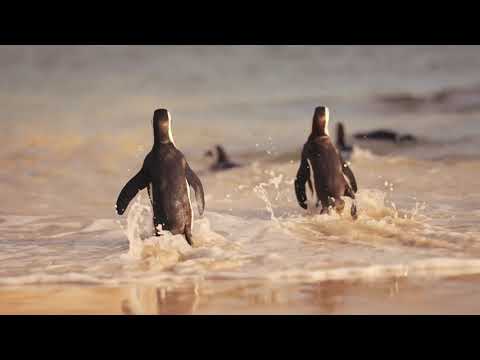 Cute best animal life - African  Penguin Living Full hd 1080
