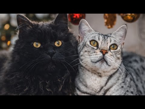 Heilig Abend bei Apollo und Cosmo 