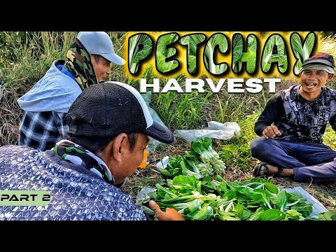 EP889-P2 - Pag-ani ng Petchay