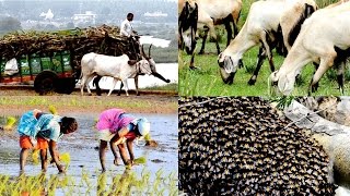 Life in Beautiful Indian Countryside