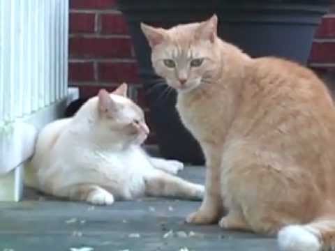 yawning boy and sunni.MP4