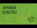 Культурные растения поля. Зерновые культуры. Видеоурок по окружающему миру 1 класс Культурные растения поля. Зерновые культуры. Видеоурок по окружающему миру 1 класс