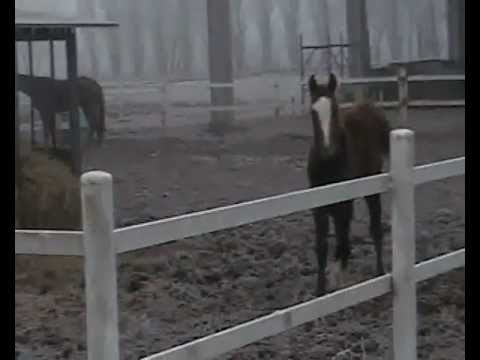 GALAVERNA A BARBARIGA FATTA DA CARLO