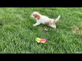 Cavalier King Charles Spaniel dogs for sale: Kaido - Video 1