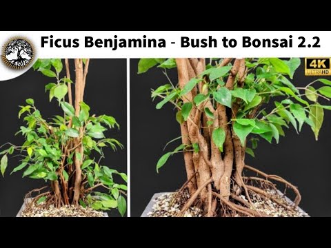 Ficus Benjamina Bonsai - Bush to Bonsai 2.2 (Update)