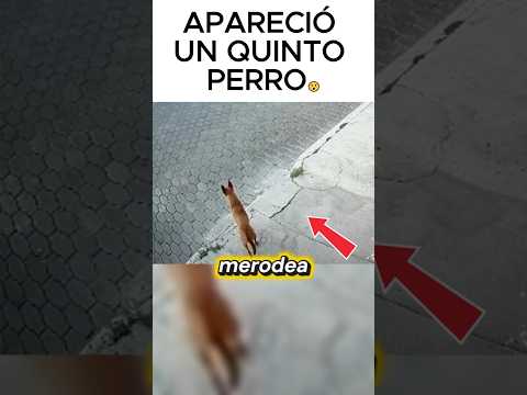 Este perro lo defendió en un 3 vs 1