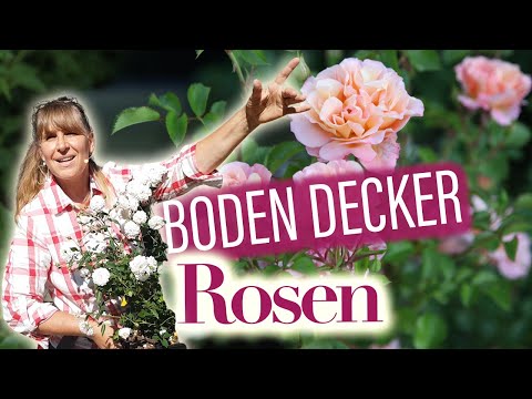BodenDeckerRosen pflanzen u. schneiden | Fluch oder Segen? Die 13 beliebtesten ROSEN (Überraschung)
