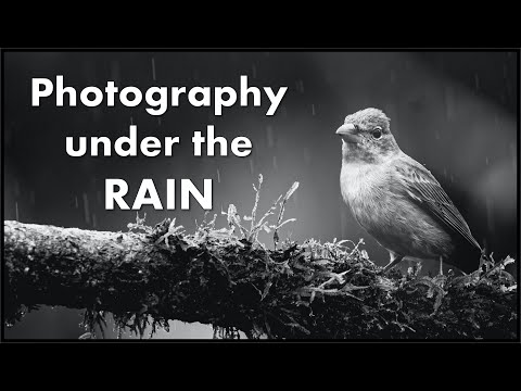Consider this before Photographing Birds under the Rain