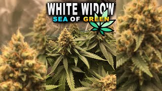Schneller große Cannabis Pflanzen! White Widow #seaofgreen