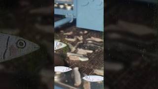 WIDE AWAKE. New drop from Apollo Brown and Planet Asia. 🎣 “Sardines” out 9/8 #mellomusicgroup