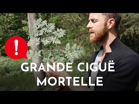 download lagu mp3 mp4 Cigue, download lagu Cigue gratis, unduh video klip Cigue