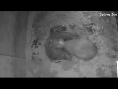 Il dolcissimo filmato degli elefanti che dormono abbracciati