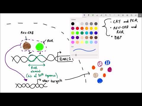 What makes the circadian clock tick?