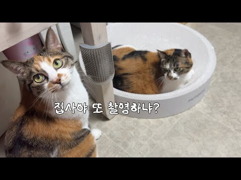 24시간 촬영당하는 고양이의 인내심 한계