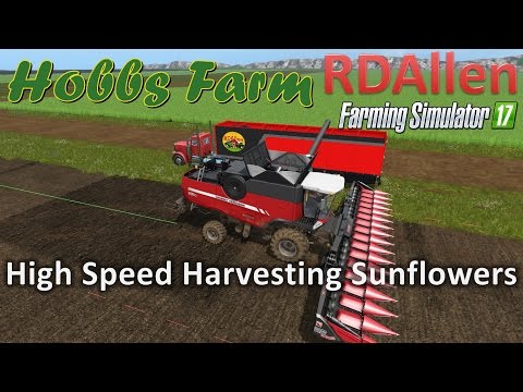 High Speed Harvesting Sunflowers - Farming Simulator 17 Hobbs Farm
