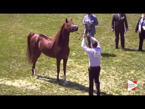 N.61 MM SERGIO - Ströhen 2015 C-Show - Stallions 4 to 6 years old (Class 12)