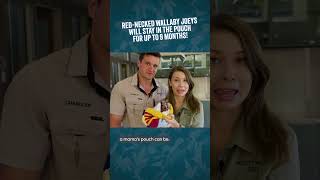 Bindi Irwin & Chandler introduce you to Sonny the wallaby joey, a patient at our Wildlife Hospital 🦘