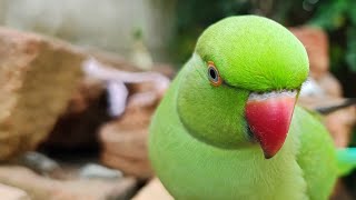 Indian ringneck parrot natural sound 🥳 mummy bolne wala mittu 🤩 Tote ki awaz 🦜