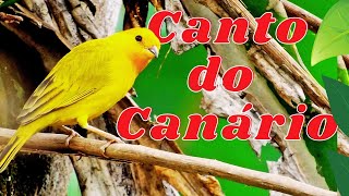 Canto canrio do reino belga 22 min Treinamento
