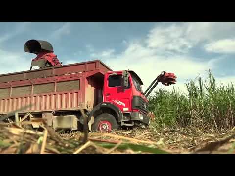 Un año más de victoria de Palma Soriano