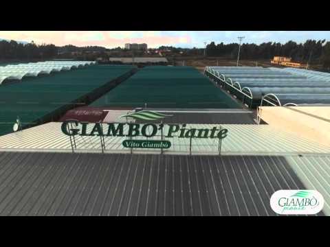 'VideoPromo Giambò Piante' di Vito Giambò