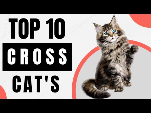 Top 10 Unbelievable Cute Crossing of Cat Breeds