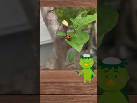 庭の幼虫を駆除するにはどうすればよいですか？何が彼らを惹きつけるのでしょうか？  庭園