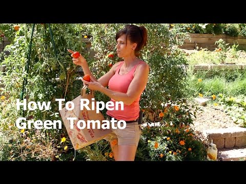 image-How do you ripen a green tomato that has fallen off the vine?