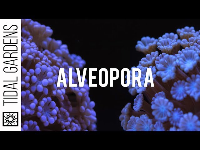 Alveopora - The Other Flower Pot Coral