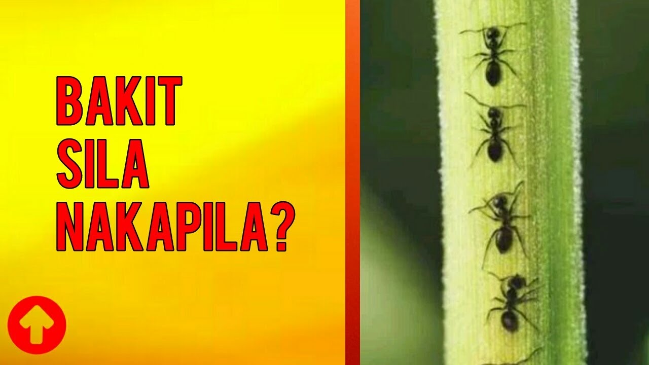 Putar video FUN FACTS Bakit Nakapila ang mga Langgam Kapag Naglalakad sekarang FUN FACTS Bakit Nakapila ang mga Langgam Kapag Naglalakad