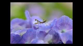 J. S. Bach - Ouverture No. 3 in D Major "Air" BWV 1068 / European Jazz Trio