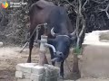 Payse Ko Pani Pilao