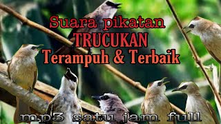 Download lagu suara pikatan trucukan ter ampuh MP3 terbaik full 1 jam mp3
