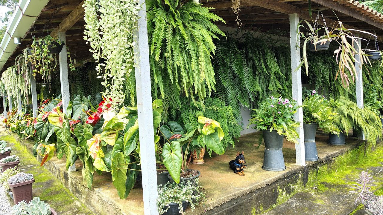 tuor pela varanda de samambaias