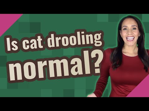 Is cat drooling normal?