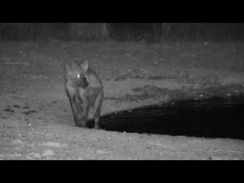 Djuma: Lone Hyena gets a drink and cool down dip - 21:27 - 10/27/19