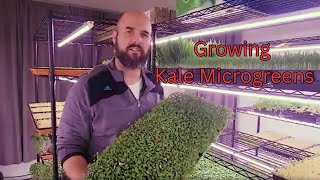 Kale Microgreens (How to grow) Red Russian Kale