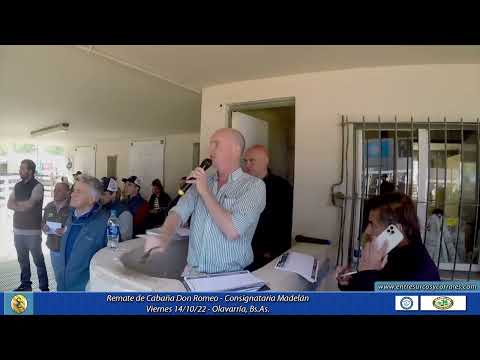 14-10-22 - Remate de Cabaña Don Romeo - Consignataria Madelan  - Olavarría, Bs.As.