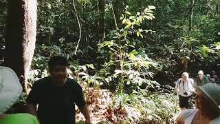 preview picture of video 'Gunung Gading National Park Raflessia Tour'