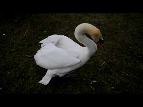 Mein Schwan Fridolin.AVI