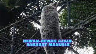Download lagu Hewan Hewan Ajaib Sahabat Manusia | SI OTAN (13/01/25) mp3