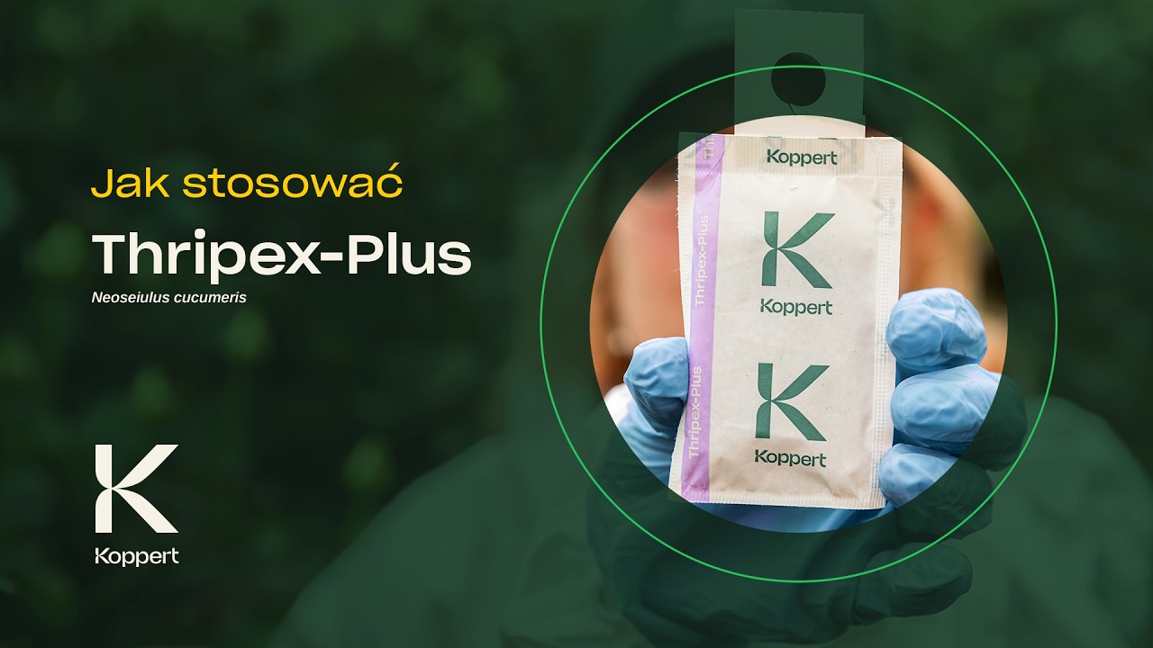 Video preview poster