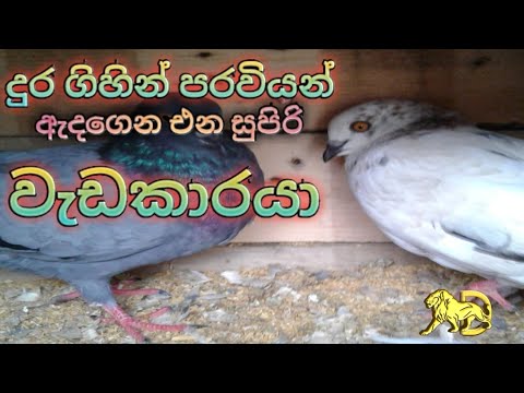 සුපිරි පරවි ,.super pigeons ..