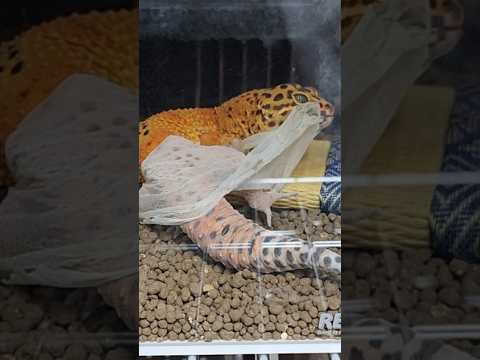 タルタルくんのだっぴっぴ　#レオパ