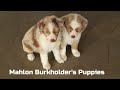 Miniature Australian Shepherd dogs for sale: Lilly - Video 1