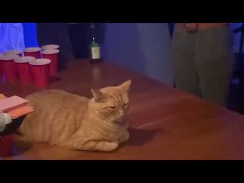 UNUSUAL MEMES COMPILATION V335