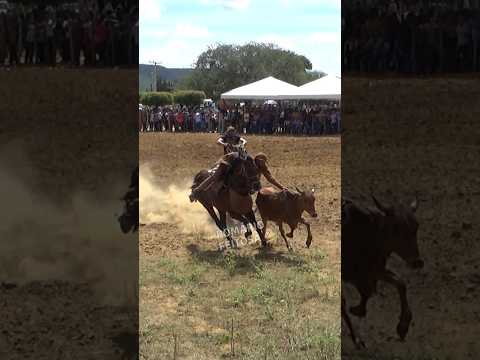 Vaqueiro quase pegou o boi #romariofeitosa #pegadeboinomato