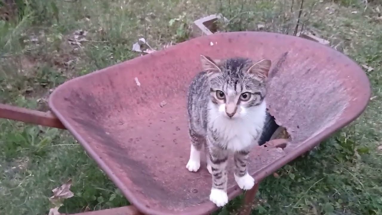 🐈 Relaxing evening  , cats  , iris  , and a question for you 💞